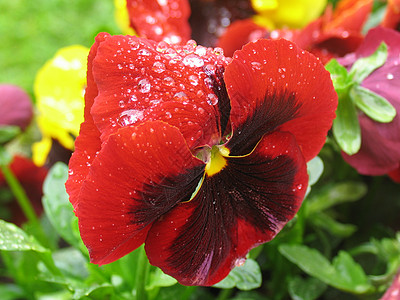 雨后红菊花背景图片