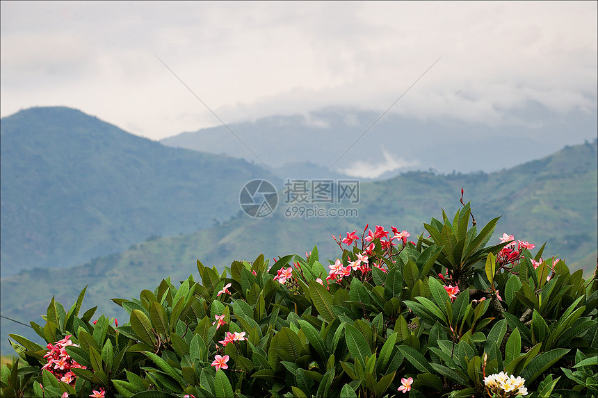 森林中的布温迪山图片