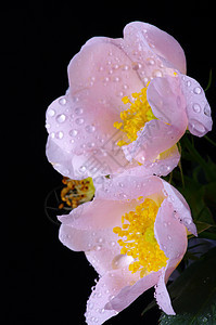 粉红的花朵 黑底带水分的狗玫瑰植物生活植物学荒野粉色美丽叶子花瓣绿色宏观图片