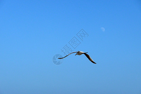 飞行中海鸥野生动物天空龟形鸟类动物蓝色生态图片