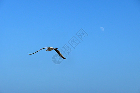 飞行中海鸥鸟类蓝色生态野生动物龟形天空动物图片