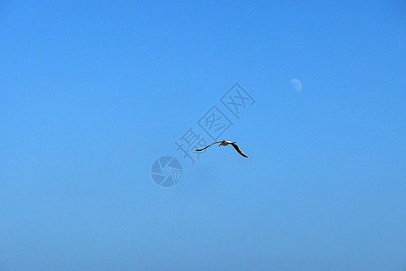 飞行中海鸥鸟类天空野生动物龟形生态蓝色动物图片