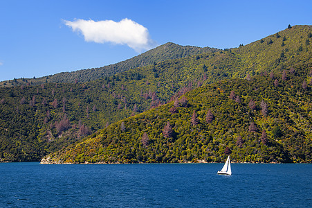 Marlborogh 音响树木观光运输海洋风景美丽天空蓝色旅游航海图片