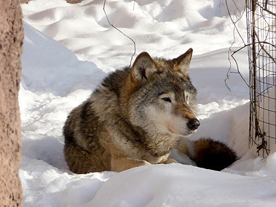 雪上野狼图片