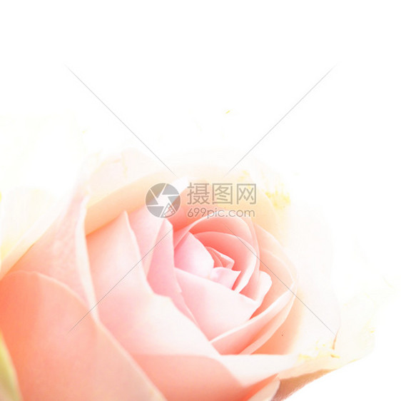 明亮粉红玫瑰叶子周年绿色花束庆典季节浪漫热情新娘花园图片