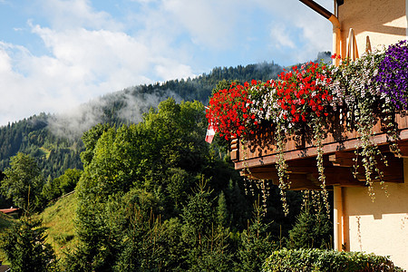 高山小屋阳台 绿山背景花朵图片