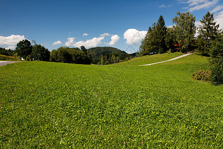 夏日阳光明媚的华尔平山草原小路蓝色草地树木植被丘陵地毯叶子滚动天空图片