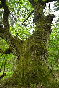 老橡树木头叶子植物荒野绿色森林树叶树干分支机构苔藓图片