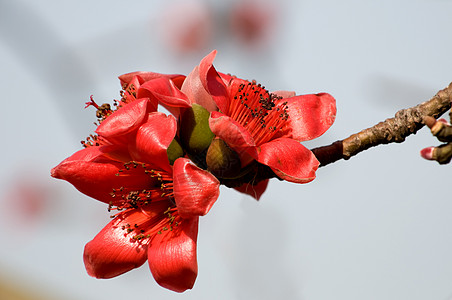 木棉之花棉布雌蕊枝条植物学花瓣红色图片