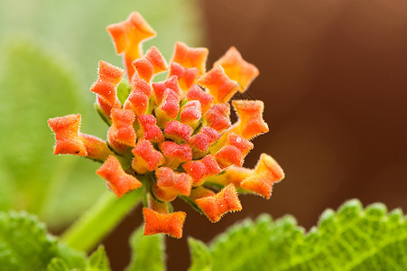 兰塔纳过敏异国植物群园艺宏观杂草花园季节花瓣植物图片