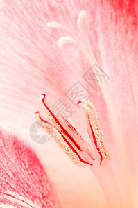 格拉迪奥卢斯植物植物学粉色花瓣图片