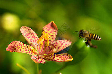 红色兰花繁荣热带生态草本植物兜兰花瓣雌蕊荒野生物学花萼图片