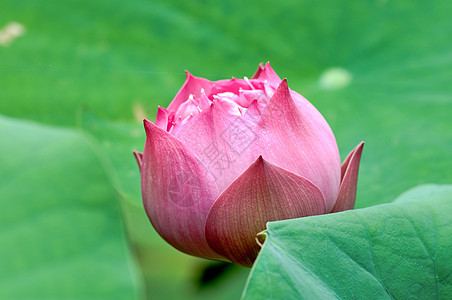 莲花软垫植物灌木莲花状花园繁荣花瓣荷花百合生物学图片