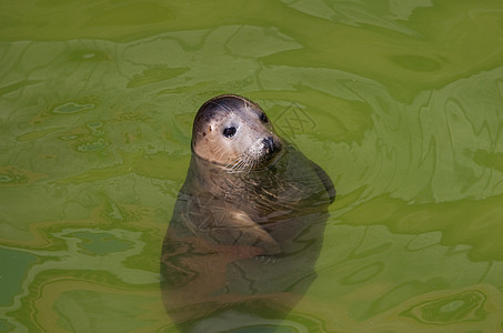 波罗的海哺乳动物游泳野生动物海豹毛皮海洋好奇心荒野图片