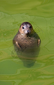 波罗的海海豹游泳毛皮好奇心野生动物哺乳动物海洋荒野图片