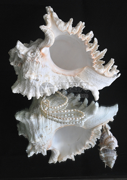 贝壳珠子粉色海洋静物光泽度贝类黑色生活反射珍珠图片
