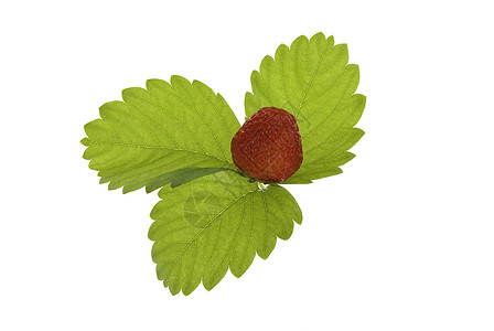 有叶子的草莓绿色白色植物浆果背景图片