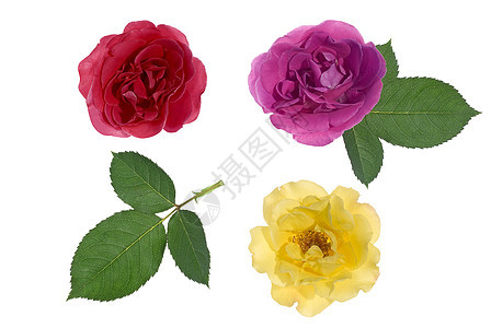 三朵玫瑰叶子粉色黄色图片