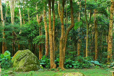 绿林叶子雨林娱乐荒野森林阳光神话树干农村风景图片