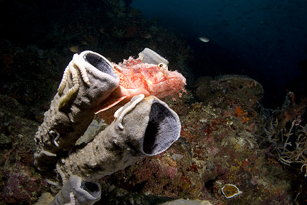 红鱼海洋生物盐水流苏海洋动物珊瑚海绵图片