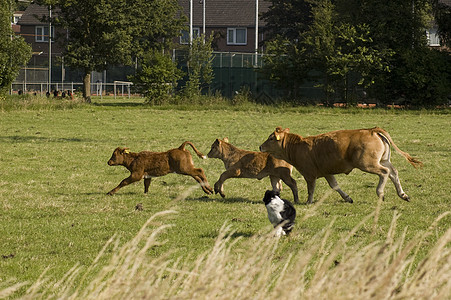 宝宝和狗由一只狗组织的跑牛和小牛养牛背景