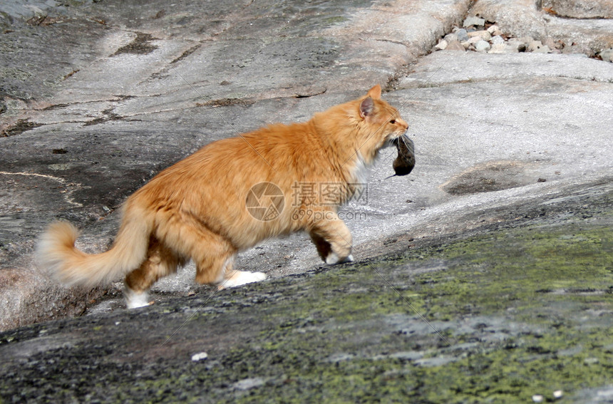 猫抓老鼠猎物猎人图片