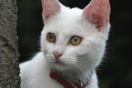 惊喜猫猫条纹白色粉色眼睛头发动物家庭小猫宠物耳朵图片