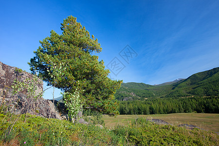 阿尔泰山脉 美丽的高地景观 俄罗斯 西伯利亚爬坡旅游蓝色地形荒野高山空气风景天空森林图片
