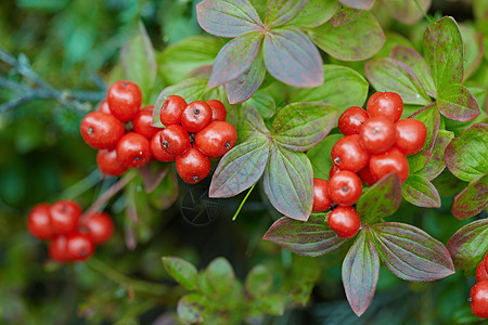 茱萸花山茱萸生长季节踪迹植物群红色矮人浆果植物绿色季节性背景