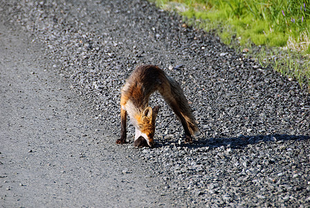 红狐野生动物捕食者哺乳动物动物毛皮荒野狐狸图片