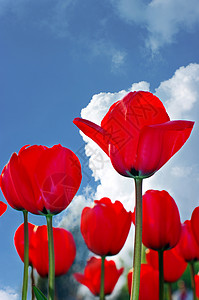 金色郁金香红色郁金香花瓣蓝色天空生活花店展示快乐花束植物群妈妈们背景