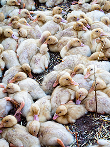 婴儿鸭小鸭子家禽家畜农场动物图片