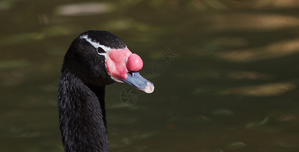 黑颈天鹅白色荒野红色羽毛绿色游泳黑色动物园图片