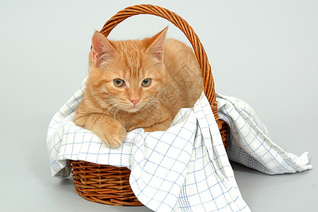 猫在篮子里休息图片