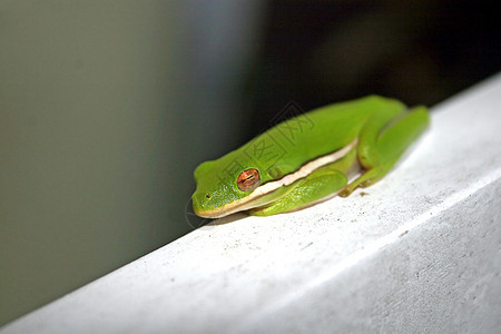 青蛙红色白色宏观绿色树蛙动物宠物眼睛橙子野生动物图片