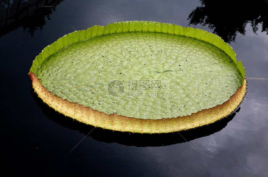 在一个植物园中展示的水百合绿色花园反射图片