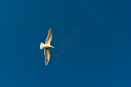 飞快的海鸥旅行自由翅膀羽毛航班天空动物蓝色图片