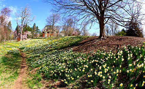 水仙花在春天盛开花瓣白色植物生长灯泡季节鱼眼公园花园晴天图片