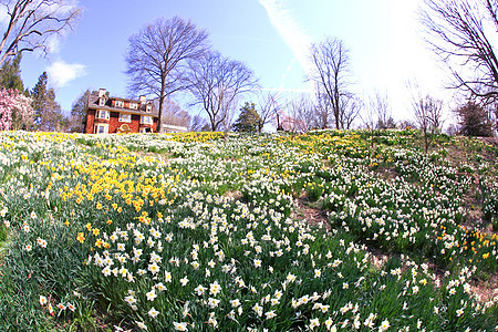 水仙花在春天盛开晴天失真灯泡花园植物季节公园白色农村花瓣图片