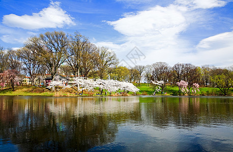 新泽西的樱花花节公园时间旅行季节旅游生长观光吸引力蓝色球衣图片