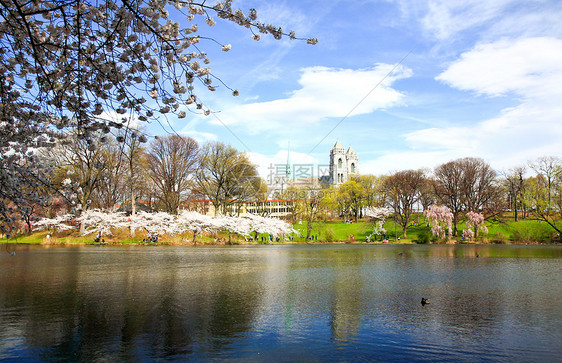 新泽西的樱花花节时间游客大教堂旅行生长节日观光蓝色吸引力季节图片