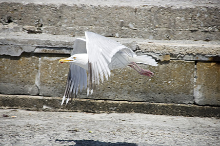 海鸥登陆动物海岸航班荒野翅膀海洋白色野生动物羽毛高清图片