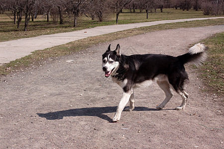 漫步的哈斯基猎犬阳光黑色动物群树叶动物阴影公园灰色晴天图片