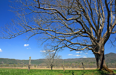 烟雾山区国家公园季节远足蓝色树叶国家疾病场景地质学松树生态图片