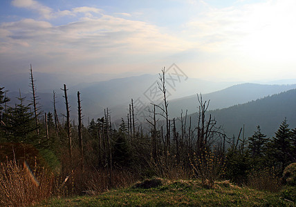 烟雾山区国家公园森林地球旅游首脑季节大路松树旅行公园树叶图片