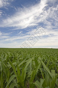 玉米田绿色食物栽培谷类农业风光粮食收获能源田园图片