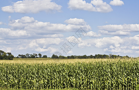 玉米田酒精粮食能源收获燃料田园蓝色风光园景农场图片