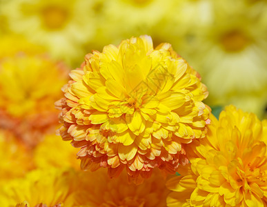 一个日本菊花秀妈妈花瓣花束植物菊花展示季节代码标记地理背景图片