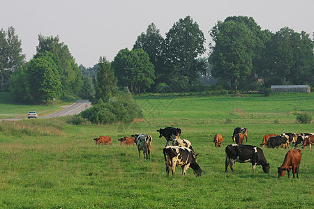 牛群奶制品风景城市场景家畜牧场农业场地天空团体图片