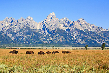 Grand Teton国家公园的Bisons游客反射晴天羚羊蓝色国家公寓旅行奶牛天空图片